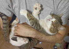 DUNDY, Katze, Europäisch Kurzhaar in Bulgarien - Bild 5