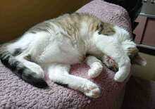DUNDY, Katze, Europäisch Kurzhaar in Bulgarien - Bild 6