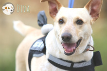 DIVA, Hund, Podengo-Mix in Portugal - Bild 1