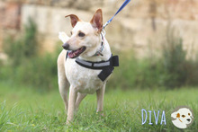 DIVA, Hund, Podengo-Mix in Portugal - Bild 2