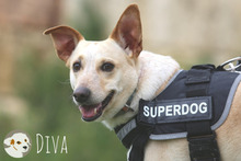 DIVA, Hund, Podengo-Mix in Portugal - Bild 3