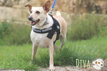 DIVA, Hund, Podengo-Mix in Portugal - Bild 4