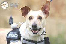 DIVA, Hund, Podengo-Mix in Portugal - Bild 5