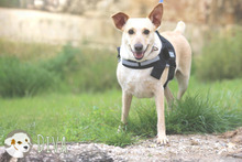 DIVA, Hund, Podengo-Mix in Portugal - Bild 6