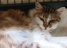 BEA, Katze, Europäisch Kurzhaar in Bulgarien - Bild 4