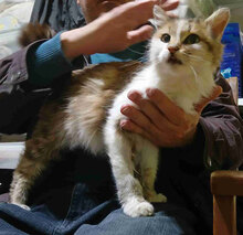 BEA, Katze, Europäisch Kurzhaar in Bulgarien - Bild 5