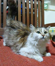 BEA, Katze, Europäisch Kurzhaar in Bulgarien - Bild 6