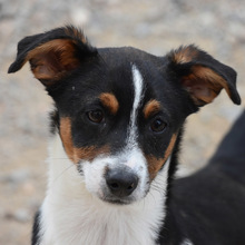 FUSSI, Hund, Bodeguero Andaluz-Mix in Spanien - Bild 1