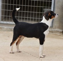 FUSSI, Hund, Bodeguero Andaluz-Mix in Spanien - Bild 10