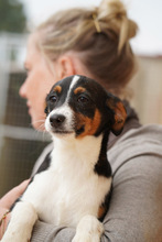 FUSSI, Hund, Bodeguero Andaluz-Mix in Spanien - Bild 2