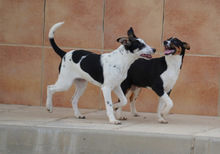 FUSSI, Hund, Bodeguero Andaluz-Mix in Spanien - Bild 3