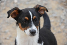 FUSSI, Hund, Bodeguero Andaluz-Mix in Spanien - Bild 4