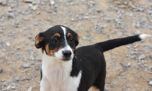 FUSSI, Hund, Bodeguero Andaluz-Mix in Spanien - Bild 5
