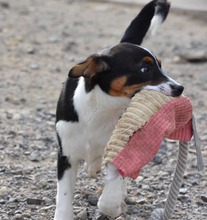 FUSSI, Hund, Bodeguero Andaluz-Mix in Spanien - Bild 6