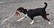 FUSSI, Hund, Bodeguero Andaluz-Mix in Spanien - Bild 7