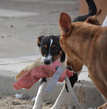 FUSSI, Hund, Bodeguero Andaluz-Mix in Spanien - Bild 8