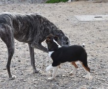FUSSI, Hund, Bodeguero Andaluz-Mix in Spanien - Bild 9