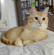 DANIEL, Katze, Europäisch Kurzhaar in Bulgarien - Bild 1