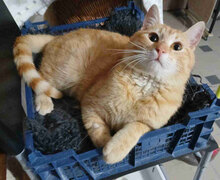 DANIEL, Katze, Europäisch Kurzhaar in Bulgarien - Bild 3