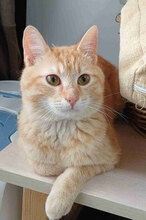 DANIEL, Katze, Europäisch Kurzhaar in Bulgarien - Bild 4