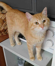 DANIEL, Katze, Europäisch Kurzhaar in Bulgarien - Bild 5