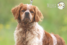 MILKA, Hund, Epagneul Breton-Mix in Portugal - Bild 1