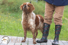 MILKA, Hund, Epagneul Breton-Mix in Portugal - Bild 2