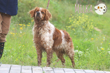MILKA, Hund, Epagneul Breton-Mix in Portugal - Bild 3