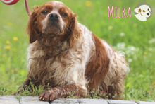 MILKA, Hund, Epagneul Breton-Mix in Portugal - Bild 4