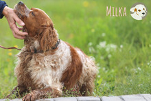 MILKA, Hund, Epagneul Breton-Mix in Portugal - Bild 5