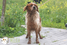 MILKA, Hund, Epagneul Breton-Mix in Portugal - Bild 6