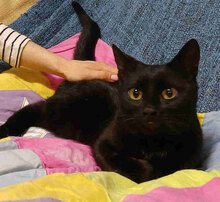 ANITA, Katze, Europäisch Kurzhaar in Bulgarien