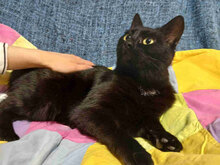 ANITA, Katze, Europäisch Kurzhaar in Bulgarien - Bild 2