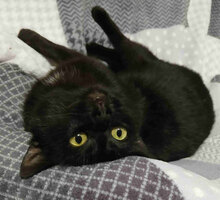 ANITA, Katze, Europäisch Kurzhaar in Bulgarien - Bild 3
