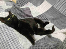 ANITA, Katze, Europäisch Kurzhaar in Bulgarien - Bild 4