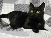 ANITA, Katze, Europäisch Kurzhaar in Bulgarien - Bild 5