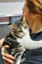 INA, Katze, Europäisch Kurzhaar in Bulgarien - Bild 4
