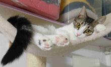 INA, Katze, Europäisch Kurzhaar in Bulgarien - Bild 6