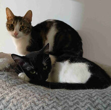 INA, Katze, Europäisch Kurzhaar in Bulgarien - Bild 7