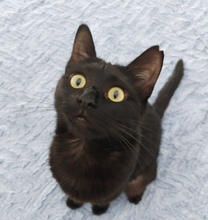 VELVET, Katze, Europäisch Kurzhaar in Zypern - Bild 1