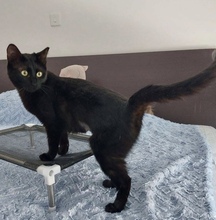 VELVET, Katze, Europäisch Kurzhaar in Zypern - Bild 2