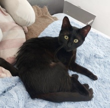 VELVET, Katze, Europäisch Kurzhaar in Zypern - Bild 3