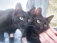 VELVET, Katze, Europäisch Kurzhaar in Zypern - Bild 4