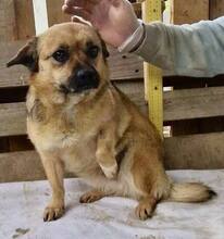 AMBER, Hund, Mischlingshund in Rumänien - Bild 10