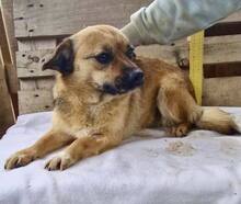 AMBER, Hund, Mischlingshund in Rumänien - Bild 11