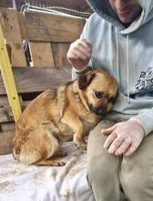 AMBER, Hund, Mischlingshund in Rumänien - Bild 12