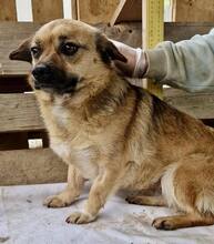 AMBER, Hund, Mischlingshund in Rumänien - Bild 13