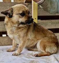 AMBER, Hund, Mischlingshund in Rumänien - Bild 14