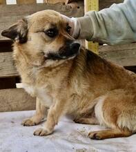 AMBER, Hund, Mischlingshund in Rumänien - Bild 15