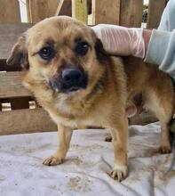 AMBER, Hund, Mischlingshund in Rumänien - Bild 3